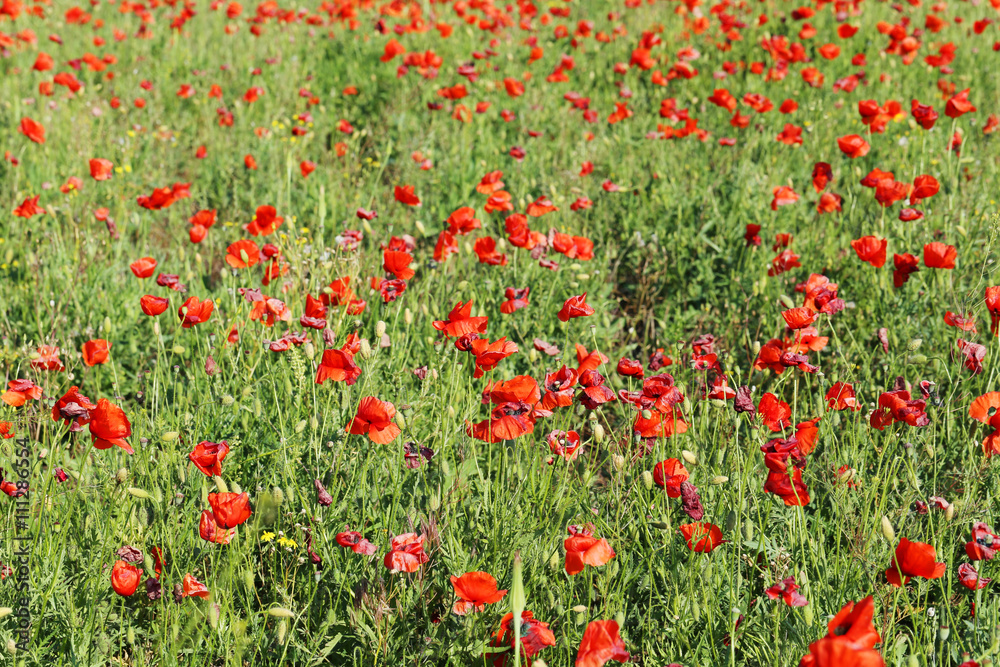 Red poppy flowers field, close up