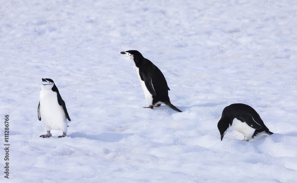 Fototapeta premium chinstrap penguin in antarctica