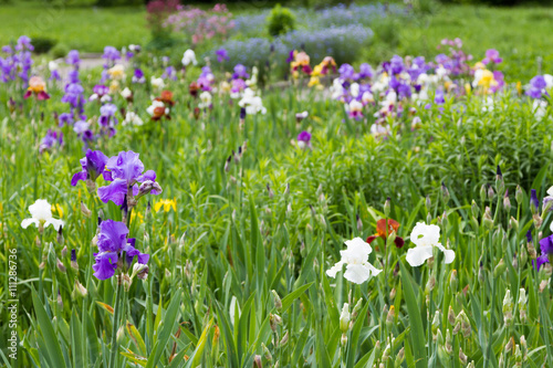 iris flowers in the flowerbed