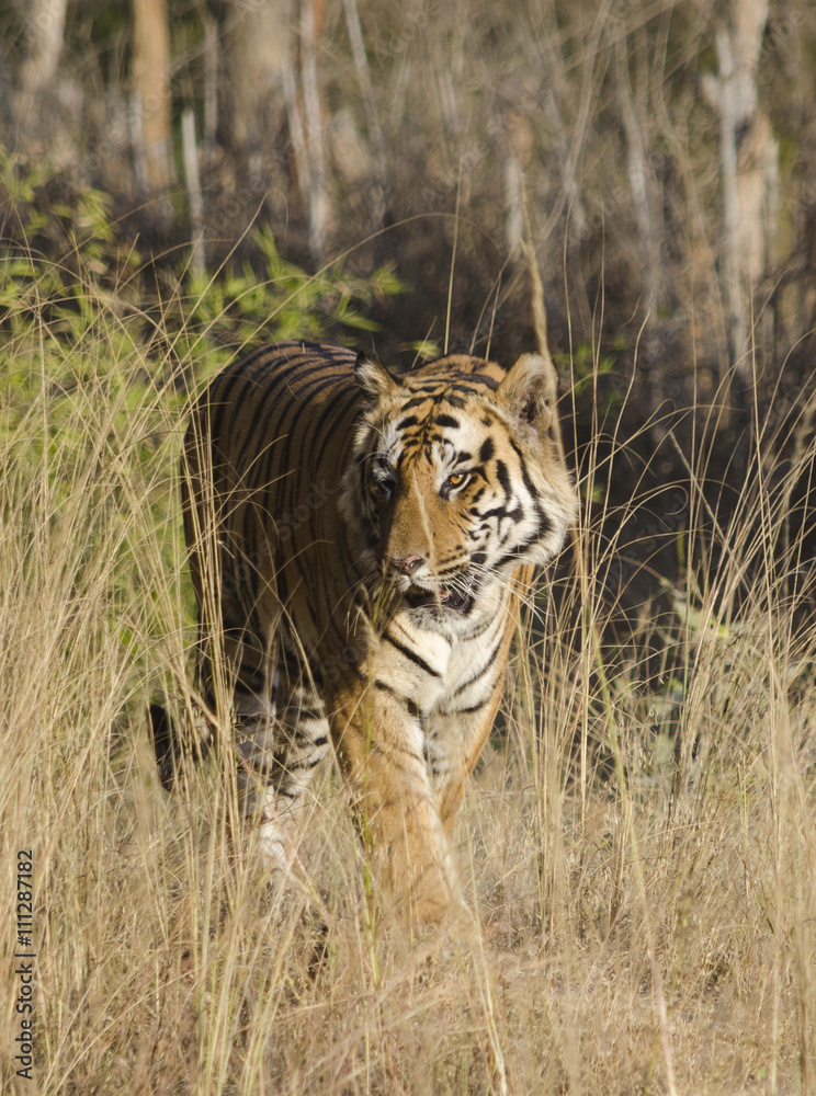 Naklejka premium A Male Bengal Tiger marking his territory.Image taken during a tiger safari at Bandhavgarh national park in the state of Madhya Pradesh in India.Scientific name- Panthera Tigris Image Date: 10/01/2016