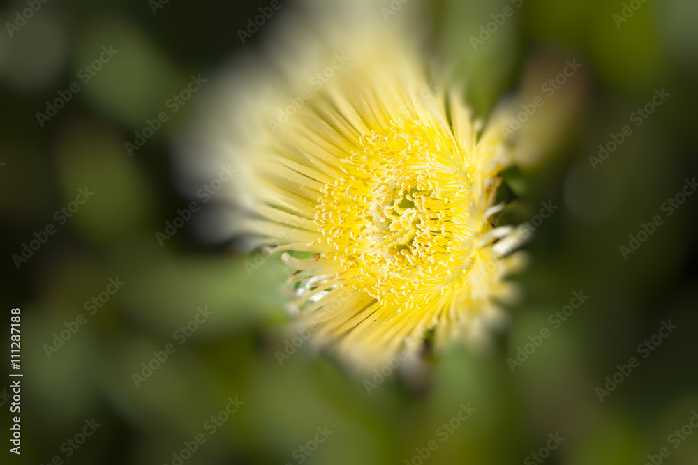 Beautiful Yellow Dandelion Flower Beautiful Yellow Dandelion Flower