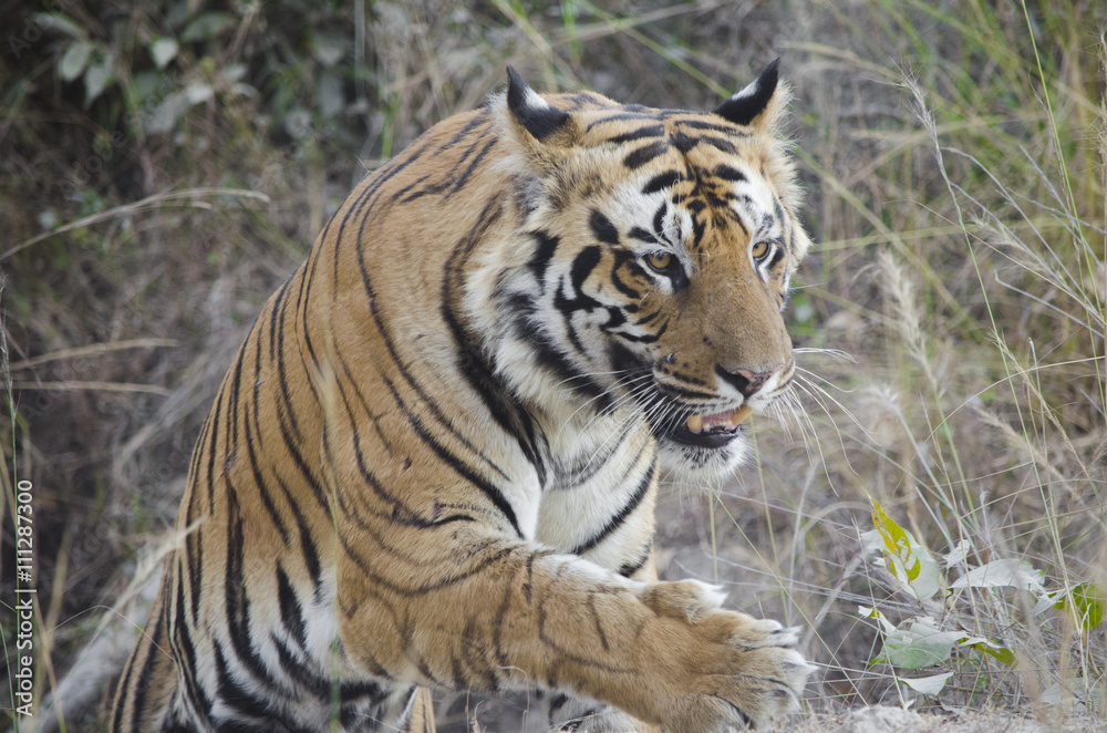 A Male Bengal Tiger marking his territory.Image taken during a tiger safari at Bandhavgarh national park in the state of Madhya Pradesh in India.Scientific name- Panthera Tigris 