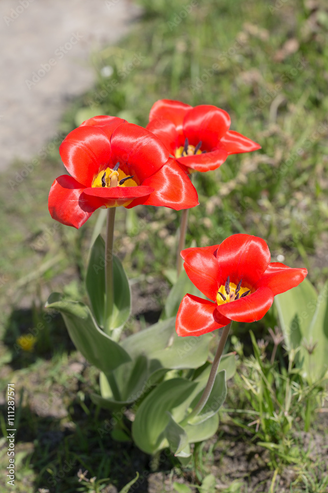 three tulips in the spring three tulips in the spring