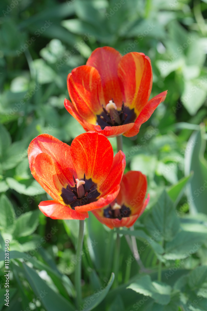 tulips in the spring close up