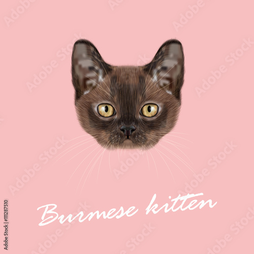 Vector Illustrated Portrait of Burmese kitten. © ant_art19