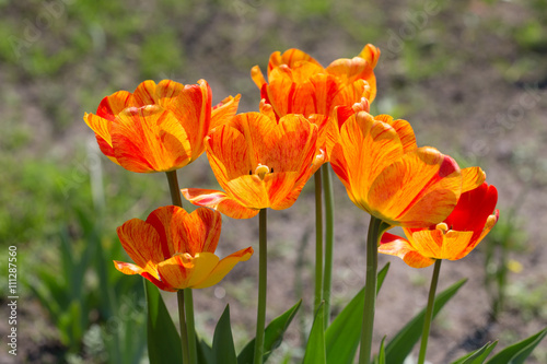 orange tulips closeup