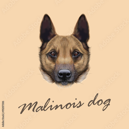 Vector Illustrated Portrait of Malinois dog.