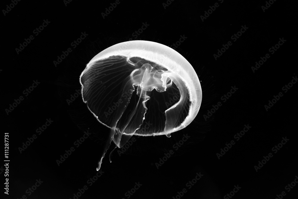 Naklejka premium jellyfish