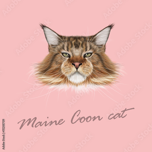 Vector Illustrated Portrait of Maine Coon cat. © ant_art19