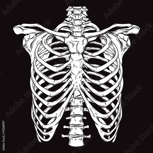 Hand drawn line art anatomically correct human ribcage. White over black background vector illustration. Print design for t-shirt or halloween costume