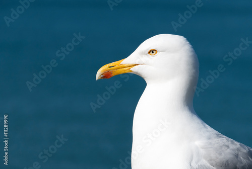 Seagull bird with blue sea background.