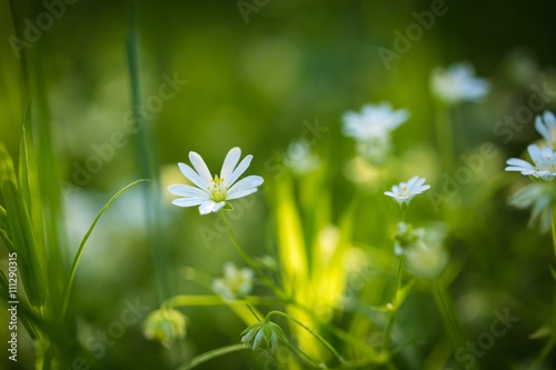 Beautiful wild white chickweed flowers