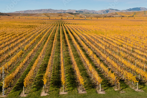 Wither Hills vineyards in New Zealand in autumn