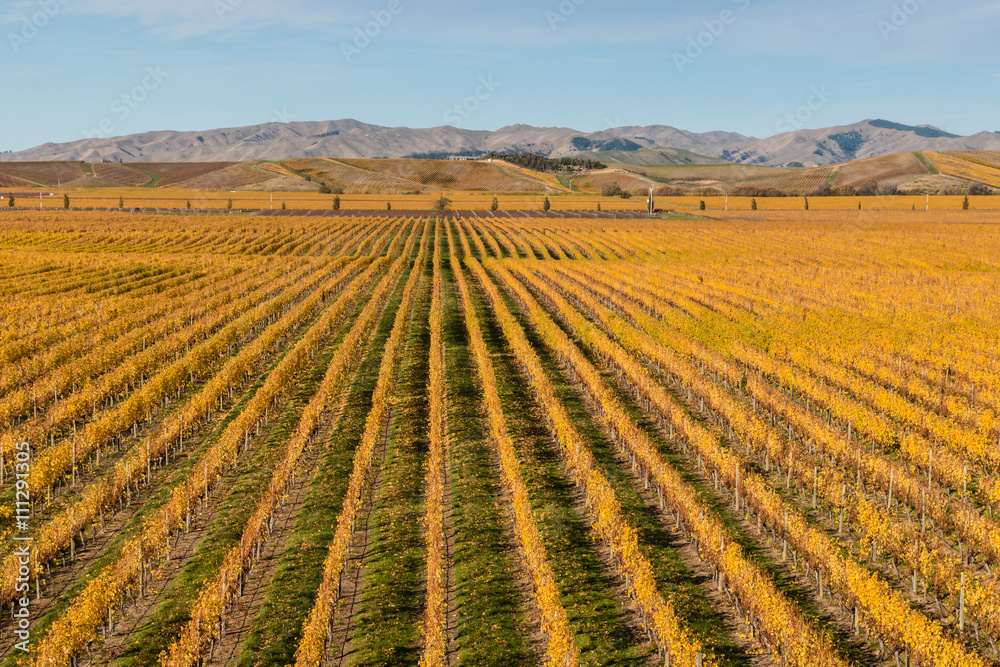 aerial view of New Zealand vineyards in autumn