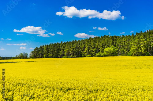 Landschaft Feld Raps Acker Gelb Rapsblüte © vulcanus