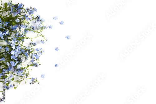 Fototapeta Naklejka Na Ścianę i Meble -  Forget-me-not blue forest flowers - nature background