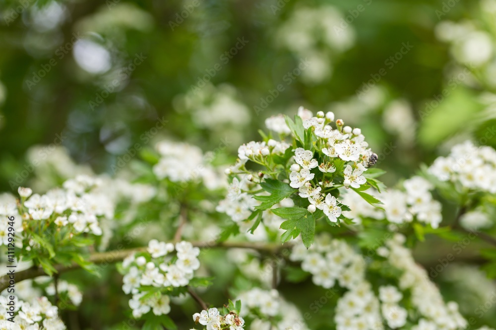 Wild blooming hawthorn Wild blooming hawthorn