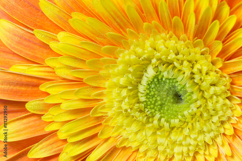 Detailed view of the chrysanthemum flower Detailed view of the chrysanthemum flower