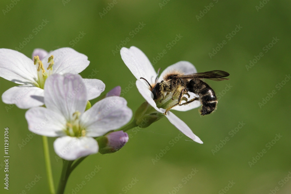 Wildbiene im Wiesen-Schaumkraut Wildbiene im Wiesen-Schaumkraut