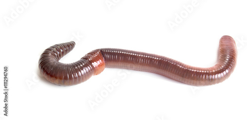 Earthworm