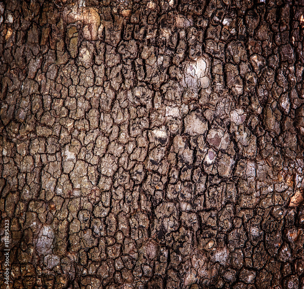 Naklejka premium tree bark background