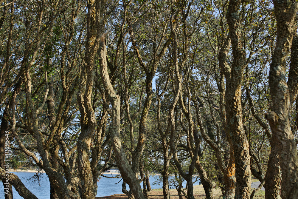 Fototapeta premium cote atlantique francaise