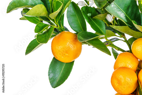 Fototapeta mandarine tree isolated on white