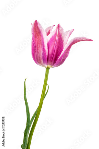 tulips flowers isolated