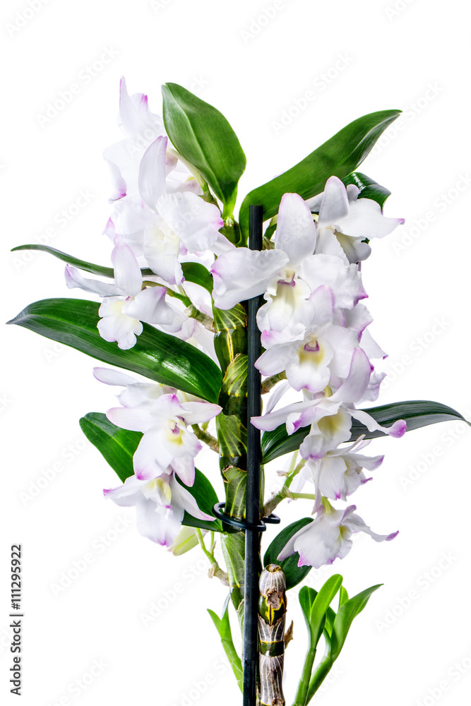 Obraz premium Orchid flower isolated