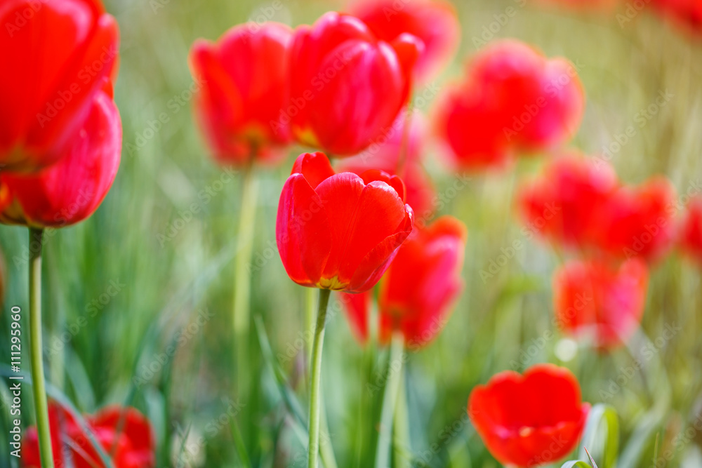 red tulips field