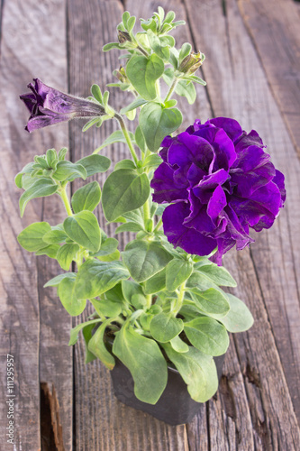 Double petunia in pot on wooden background