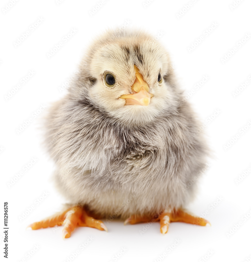 Small grey chicken.