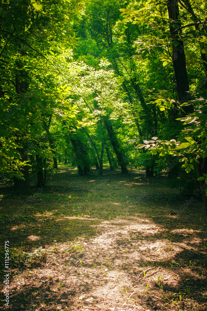 Fototapeta premium Path in the green forest in summer 