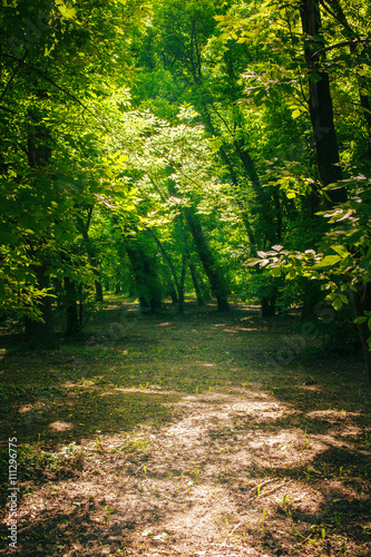 Fototapet Path in the green forest in summer
