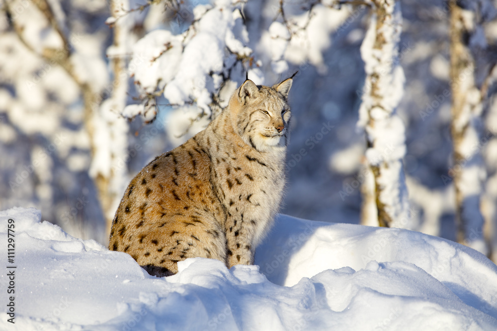Close-up of lynx cat resting in the winter sun Close-up of lynx cat resting in the winter sun
