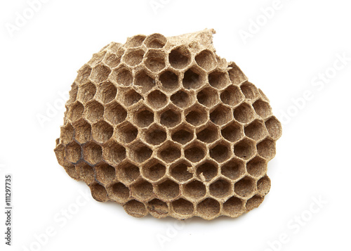 wasp nest with Insect larvae
