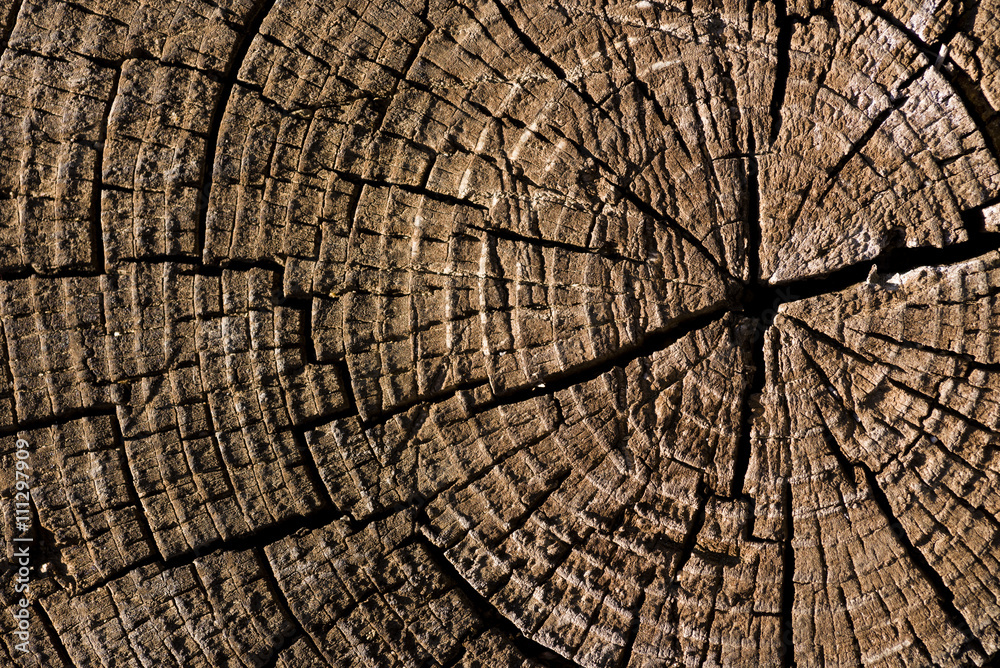 Fototapeta premium Deep cracked stump.