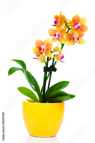 Fototapeta Naklejka Na Ścianę i Meble -  beautiful yellow orchid in pot isolated on white
