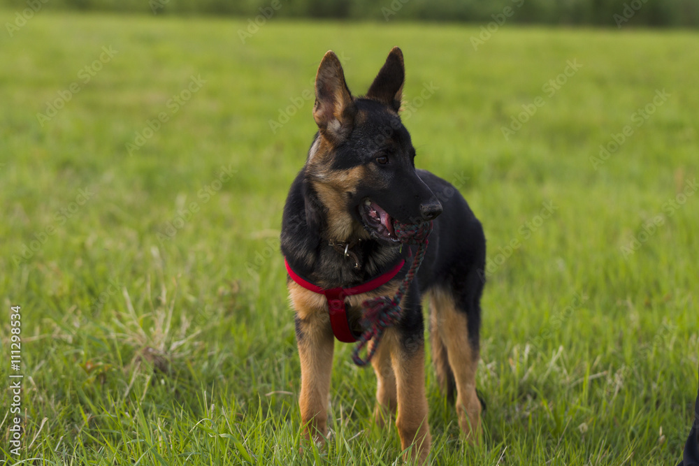 Puppy Alsatian dog on walk Puppy Alsatian dog on walk