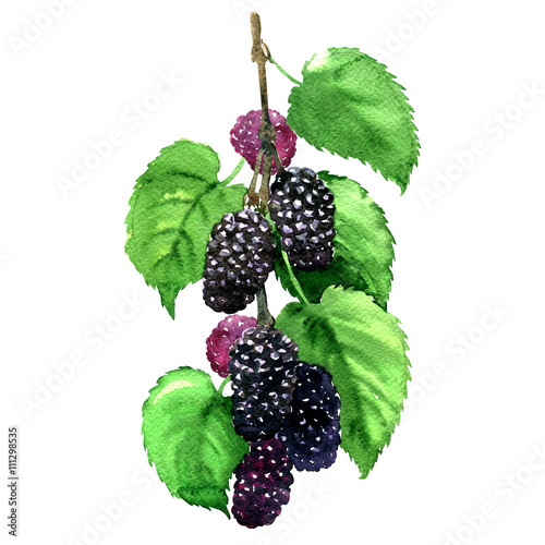 Fresh fruit black mulberry with leaves isolated, watercolor illustration