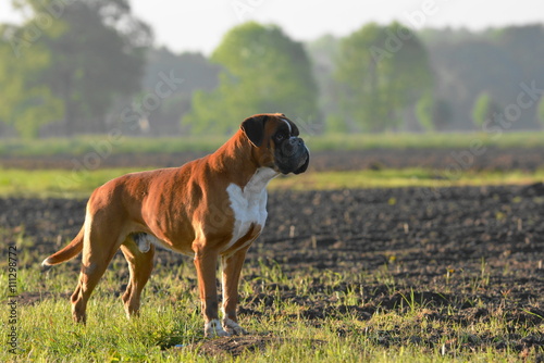 Male boxer dog
