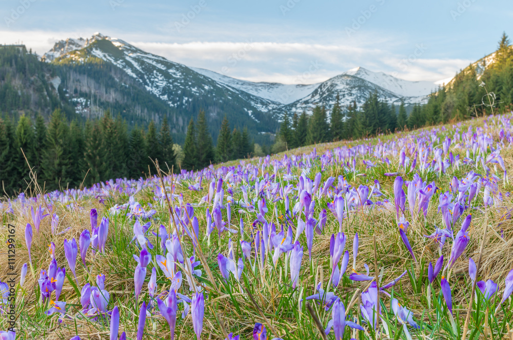 Crocuses in the grass, Tatra mountains