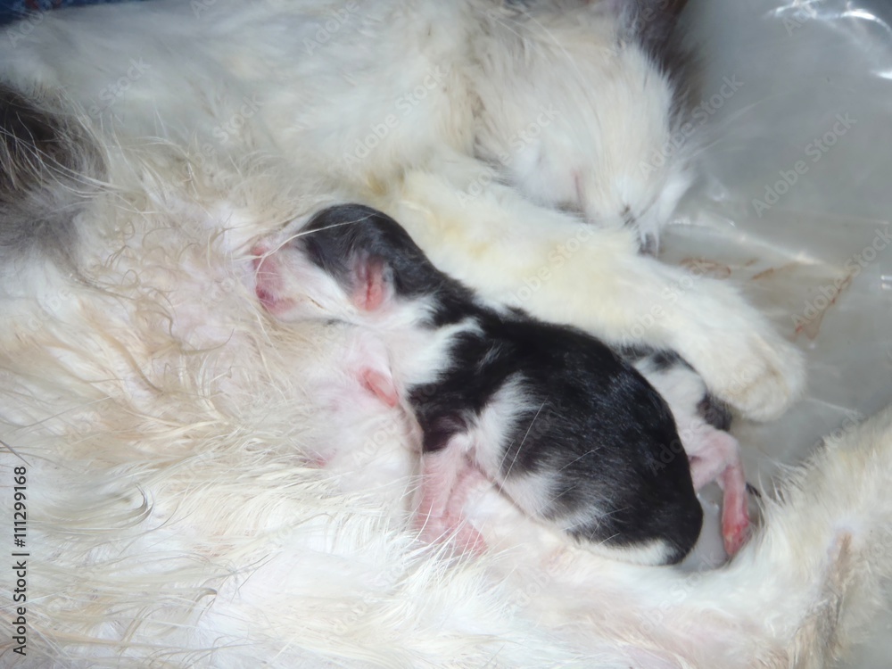 Cat nursing her newborn kittens