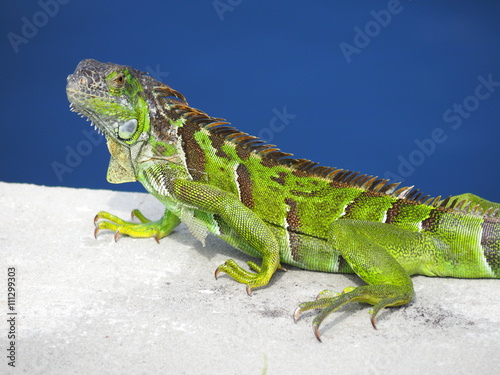 Leguan Iguana