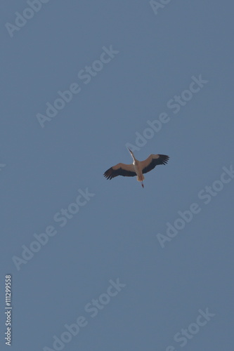 Fliegender Storch