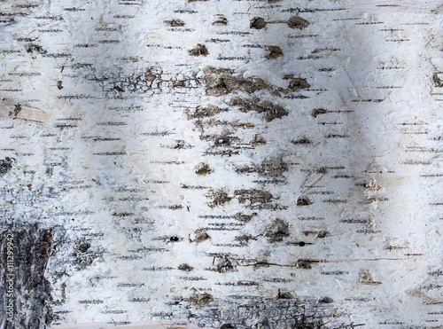 фотографія Birch bark as a natural background