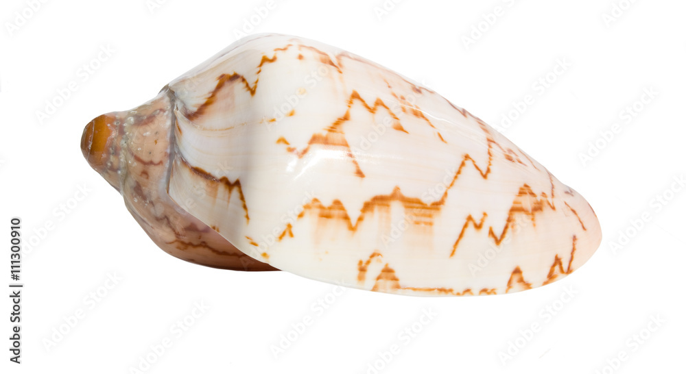 Sea shell isolated on white background