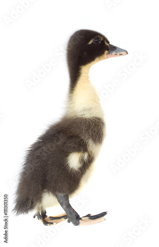 Duckling isolated on white