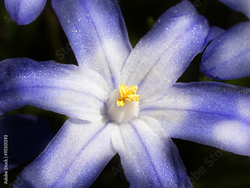 Sping flowers. Lucile's glory-of-the-snow, chionodoxa luciliae. photo