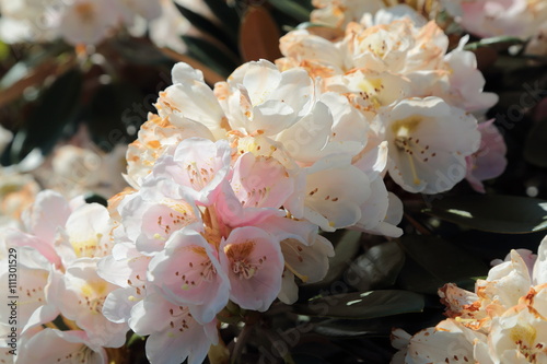 Copenaghen Danimarca